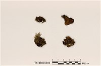 藏品(島衣屬)的圖片